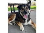 Adopt Oaklie Udoffia a Australian Shepherd, Mixed Breed
