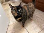 Adopt Pancake a Domestic Short Hair