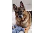 Adopt Karen a German Shepherd Dog
