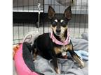 Adopt Hazel a Miniature Pinscher