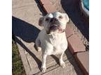Adopt Ronda a Boxer