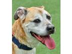 Adopt Nala a Mastiff, Mixed Breed