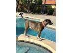 Adopt Roxy a Terrier, Pointer