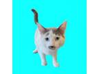 Adopt Pudding a Domestic Short Hair