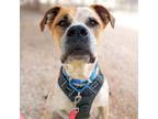 Adopt MILO a Australian Cattle Dog / Blue Heeler, Mixed Breed