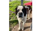 Adopt Buckey a Saint Bernard