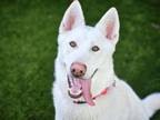Adopt BLIZZY a Siberian Husky, Mixed Breed