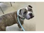 Adopt ZACHARY a Staffordshire Bull Terrier