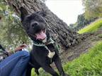 Adopt JONES a Staffordshire Bull Terrier
