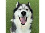 Adopt THOR a Siberian Husky, Alaskan Malamute