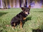 Adopt INDIANA a Miniature Pinscher
