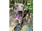 Adopt CAMPER a Catahoula Leopard Dog