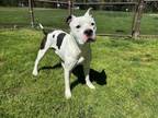 Adopt QUINCY a Pit Bull Terrier