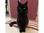 Adopt Scooter a Domestic Long Hair, Domestic Short Hair