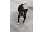 Adopt Flash a Pit Bull Terrier, Mixed Breed