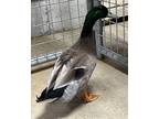 Adopt MILK DUD a Duck