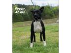 Adopt Poppy a Australian Cattle Dog / Blue Heeler