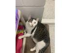 Adopt BANDIT a Domestic Short Hair