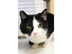 Adopt Oreo a Domestic Short Hair