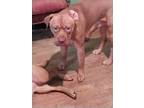 Adopt TITO a Dogue de Bordeaux