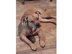 Adopt CHATO a Dogue de Bordeaux