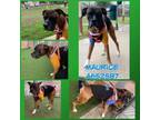 Adopt MAURICE a Boxer