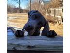 Adopt Schultz a Weimaraner