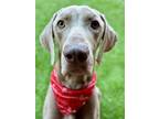 Adopt Arlo a Weimaraner