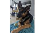 Adopt Bunnie a German Shepherd Dog