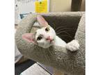 Adopt Batman a Oriental Short Hair