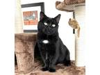 Adopt Henri a Domestic Short Hair