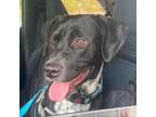 Adopt Sox SM a Black Labrador Retriever, Pointer