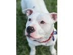 Adopt Remi a Staffordshire Bull Terrier, American Bully