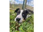 Adopt Whiskey a Pit Bull Terrier