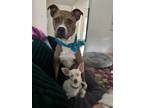 Adopt Riddler a Catahoula Leopard Dog, Mixed Breed