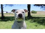 Adopt Boyce a American Staffordshire Terrier