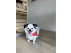 Adopt Harley a Bichon Frise