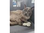 Adopt Kiri a Siamese
