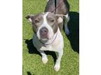 Adopt SIENNA a Pit Bull Terrier
