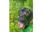 Adopt Lilly a Mixed Breed
