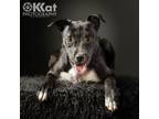 Adopt Dash a Labrador Retriever