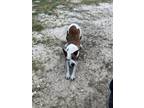 Adopt Mamma Mia a Catahoula Leopard Dog