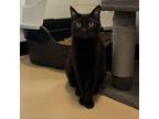 Adopt Pistachio - Chino Hills Location a Domestic Short Hair, Bombay