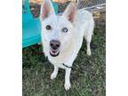 Adopt Kyla a Siberian Husky