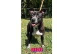 Adopt Deedee a Staffordshire Bull Terrier, Pit Bull Terrier