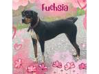 Adopt Fuschia a Boxer