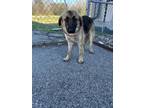 Adopt DAZZLE a Anatolian Shepherd, Mixed Breed