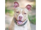 Adopt Petunia a Pit Bull Terrier