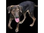 Adopt Bees Knees a Labrador Retriever, Mountain Cur
