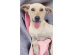 Adopt Vama Tango a Labrador Retriever, Terrier